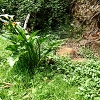 Plants: image 56 Of 208 Thumb